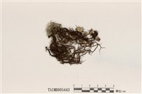 藏品(東方菘蘿)的圖片